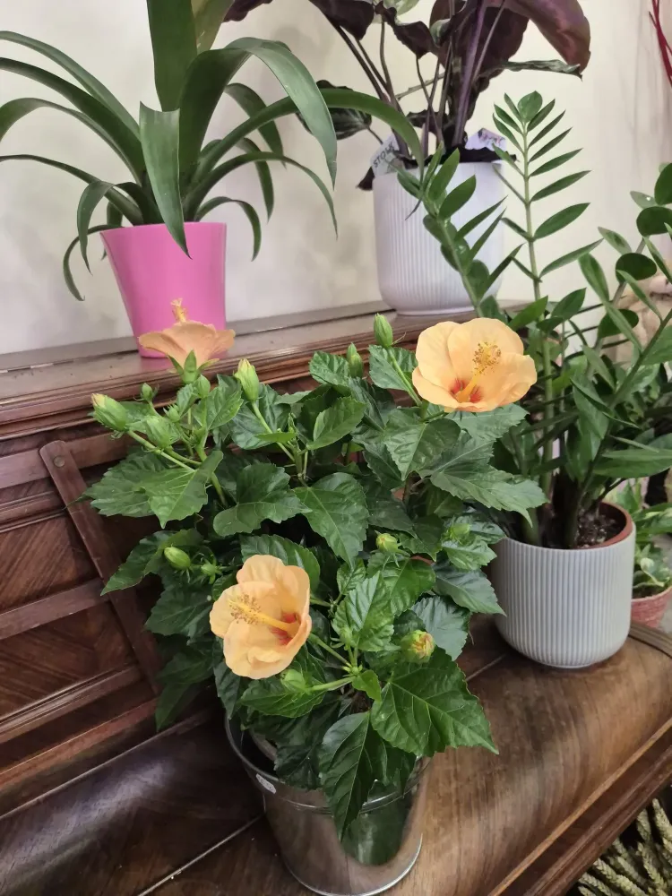 LA BELLE FLEUR - Plantes 2