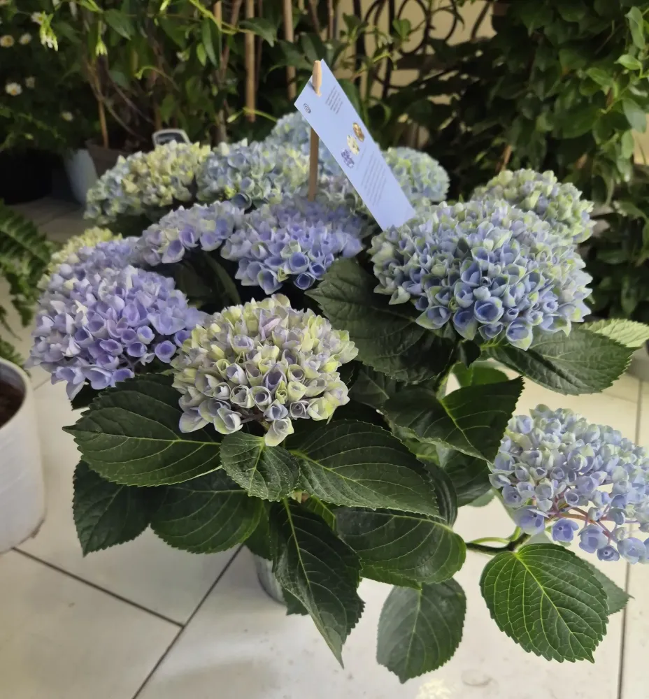 LA BELLE FLEUR - Plantes 3