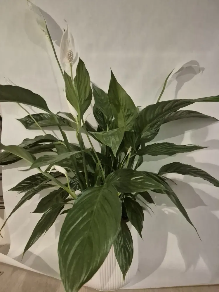 LA BELLE FLEUR - Plantes 5