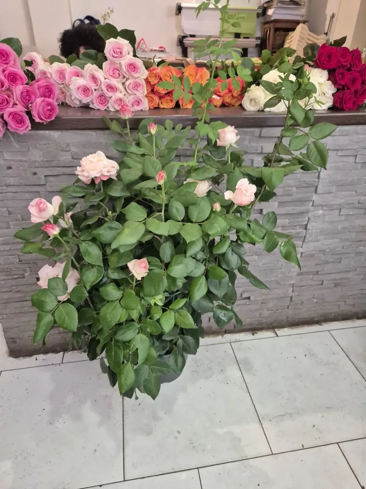 LA BELLE FLEUR - Plantes 8