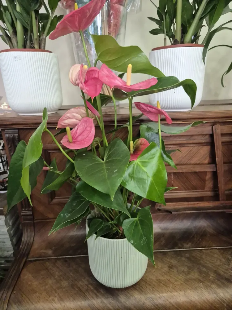 LA BELLE FLEUR - Plantes 7