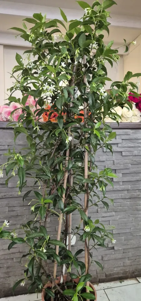 LA BELLE FLEUR - Plantes 12