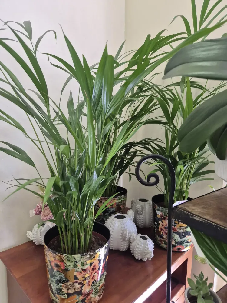 LA BELLE FLEUR - Plantes 9